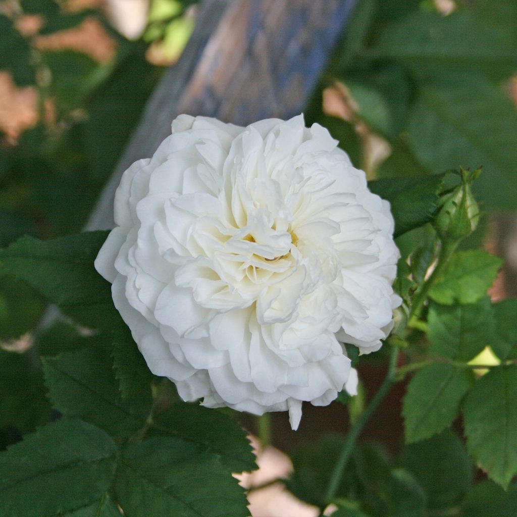 'Mme Legras de St Germain'