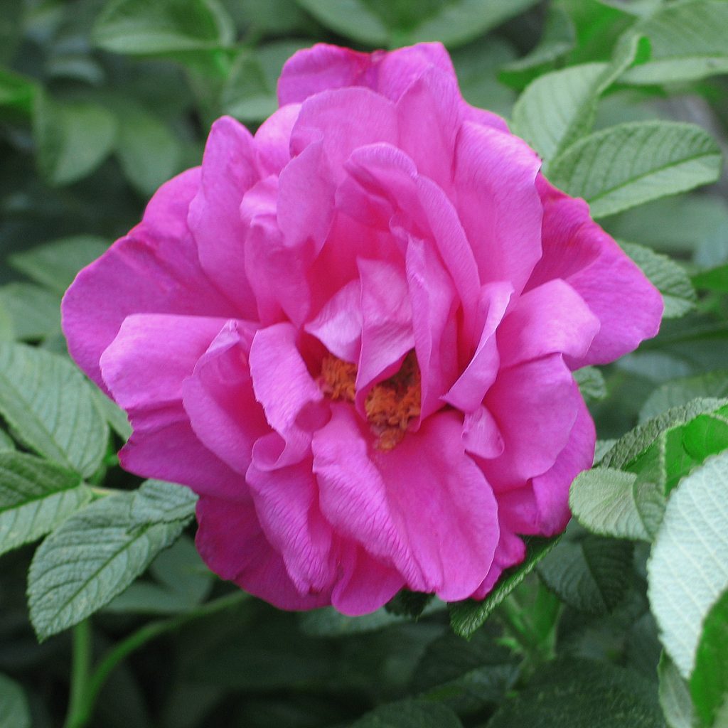 'Moje Hammarberg'