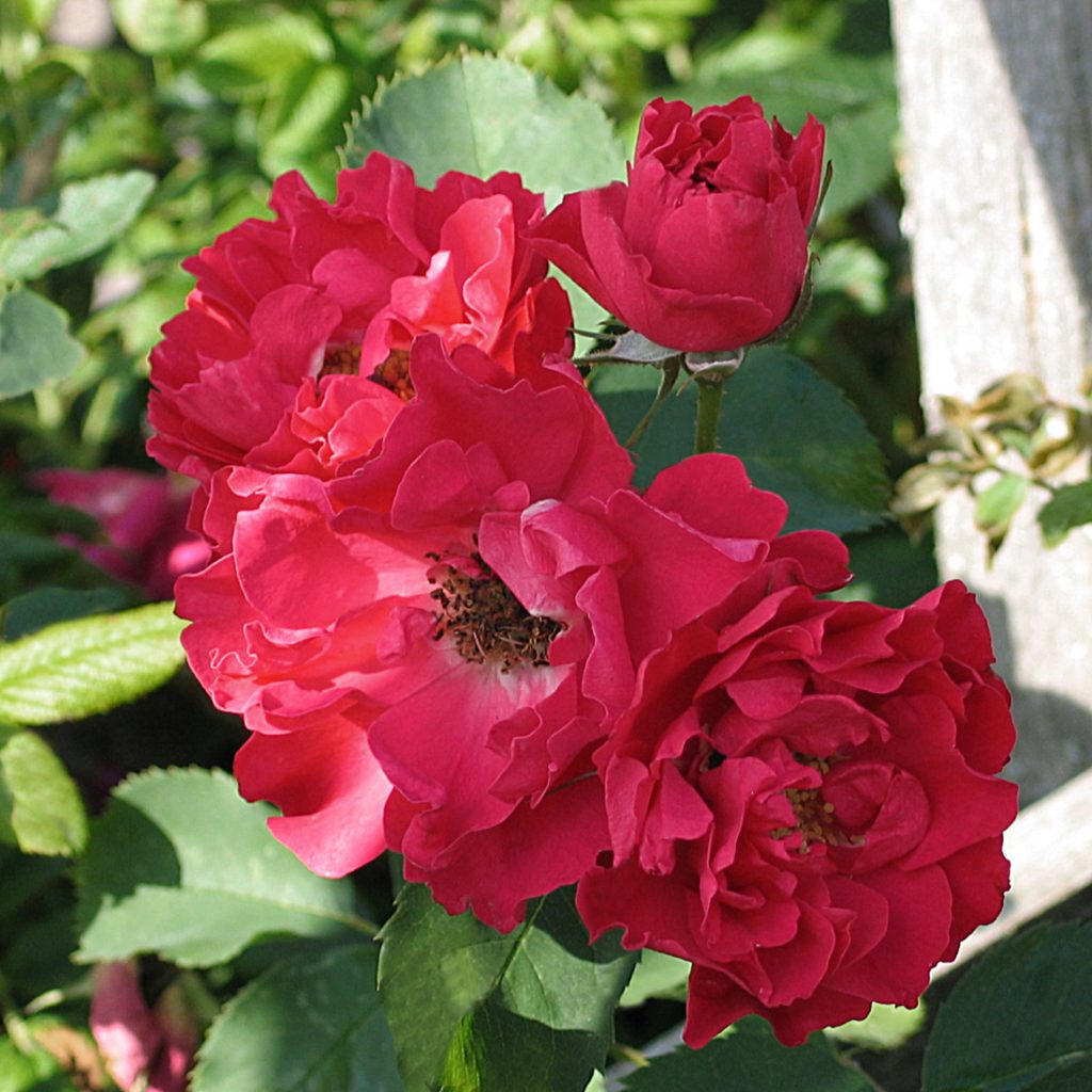 'Morden Amorette'