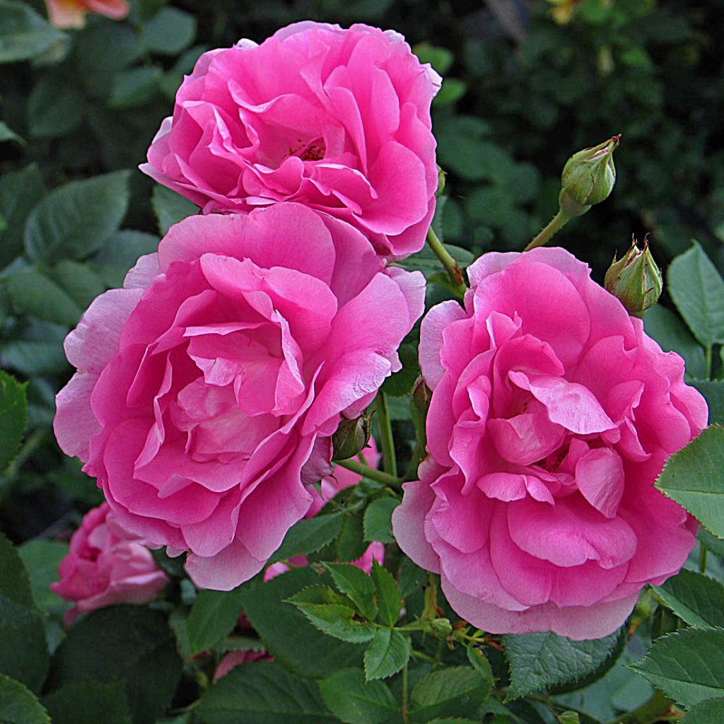 'Morden Centennial'