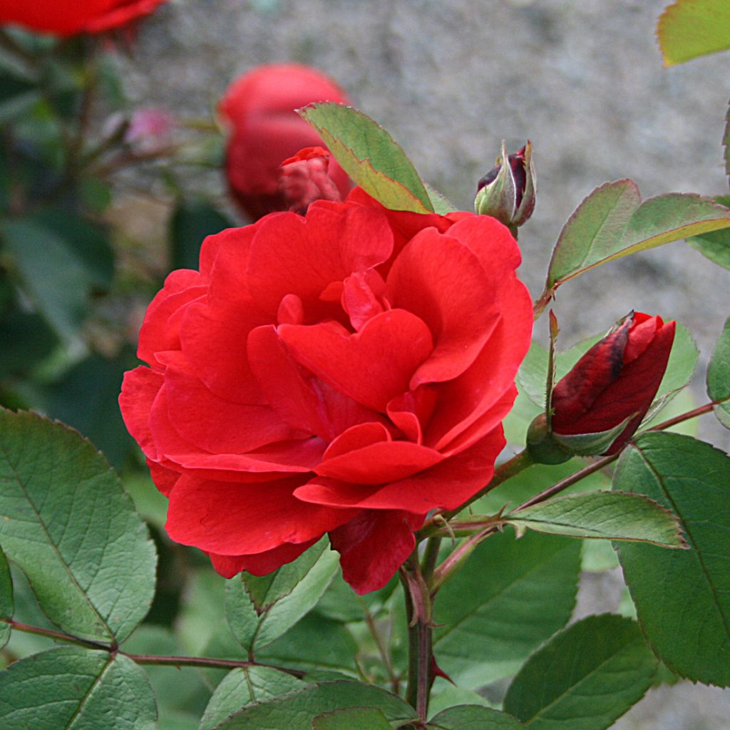 'Morden Fireglow'