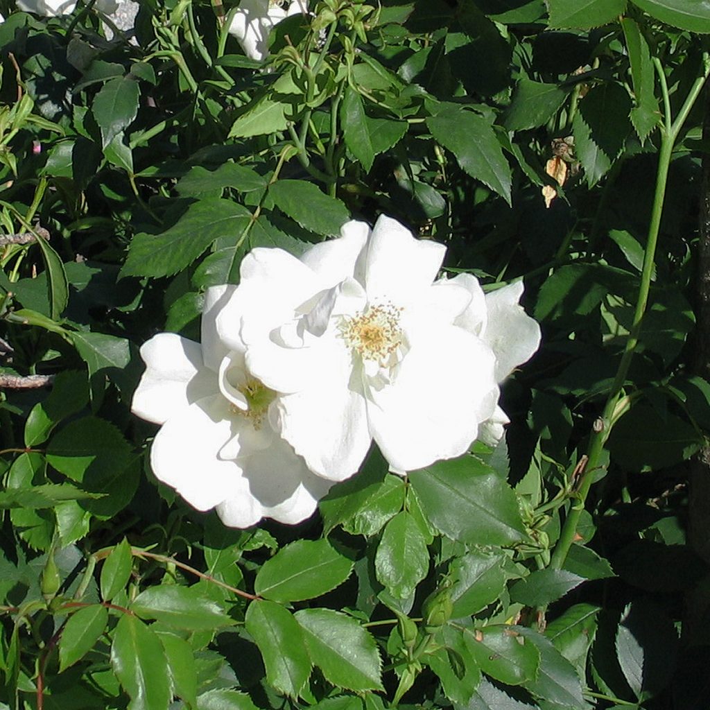 'Morden Snowbeauty'