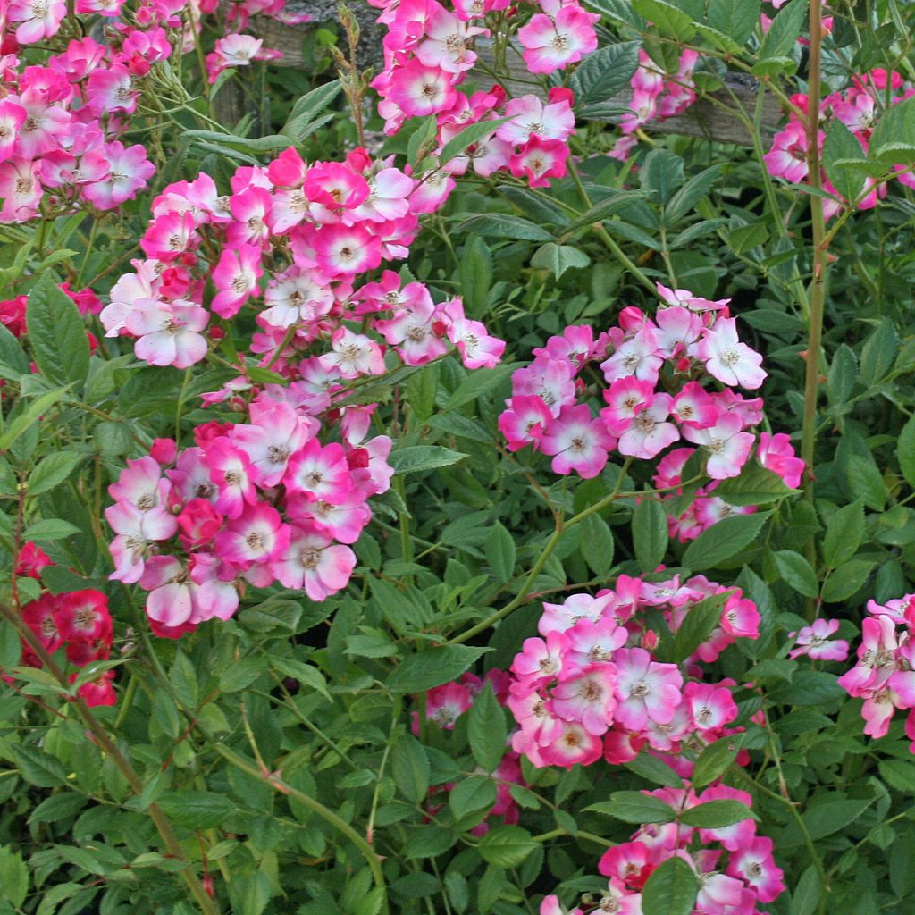 'Mozart'