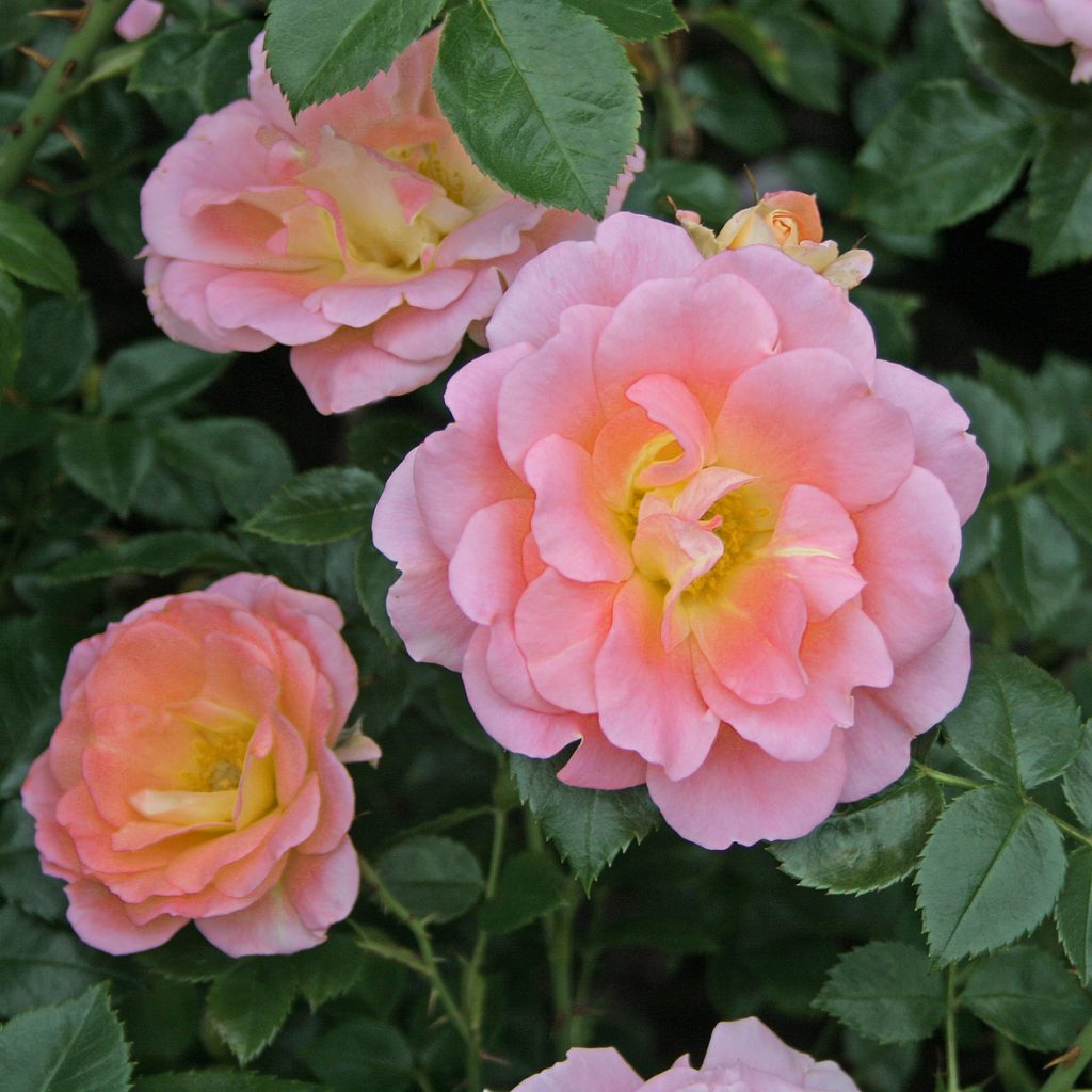 'Norwich Salmon'