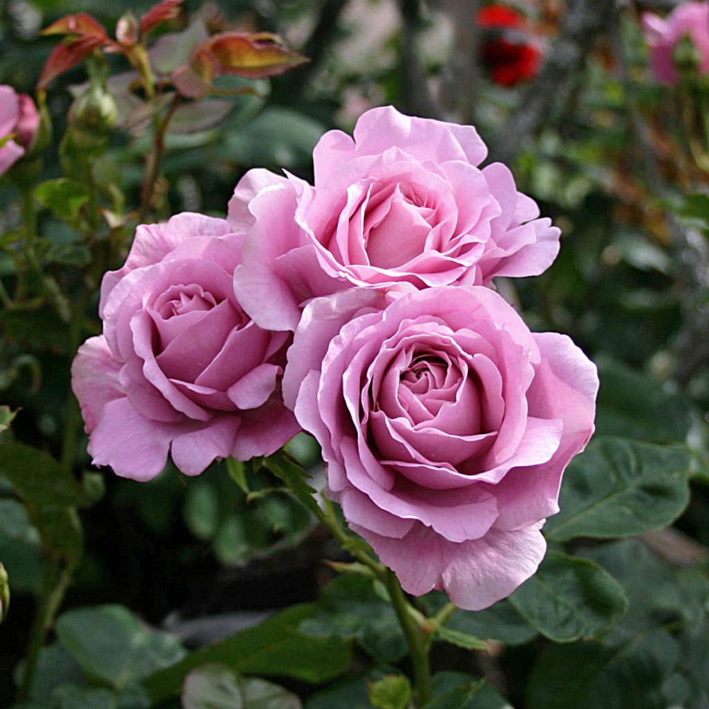 'Oiseau Bleu'