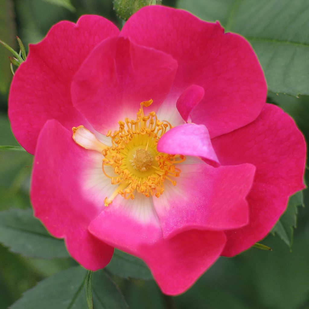 'Parkfeuer'
