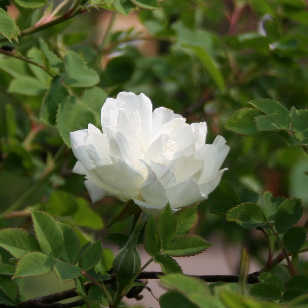 'Karl Förster'