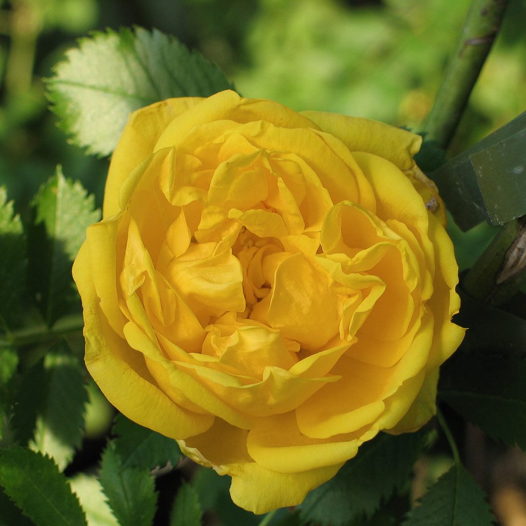 'Persiana'