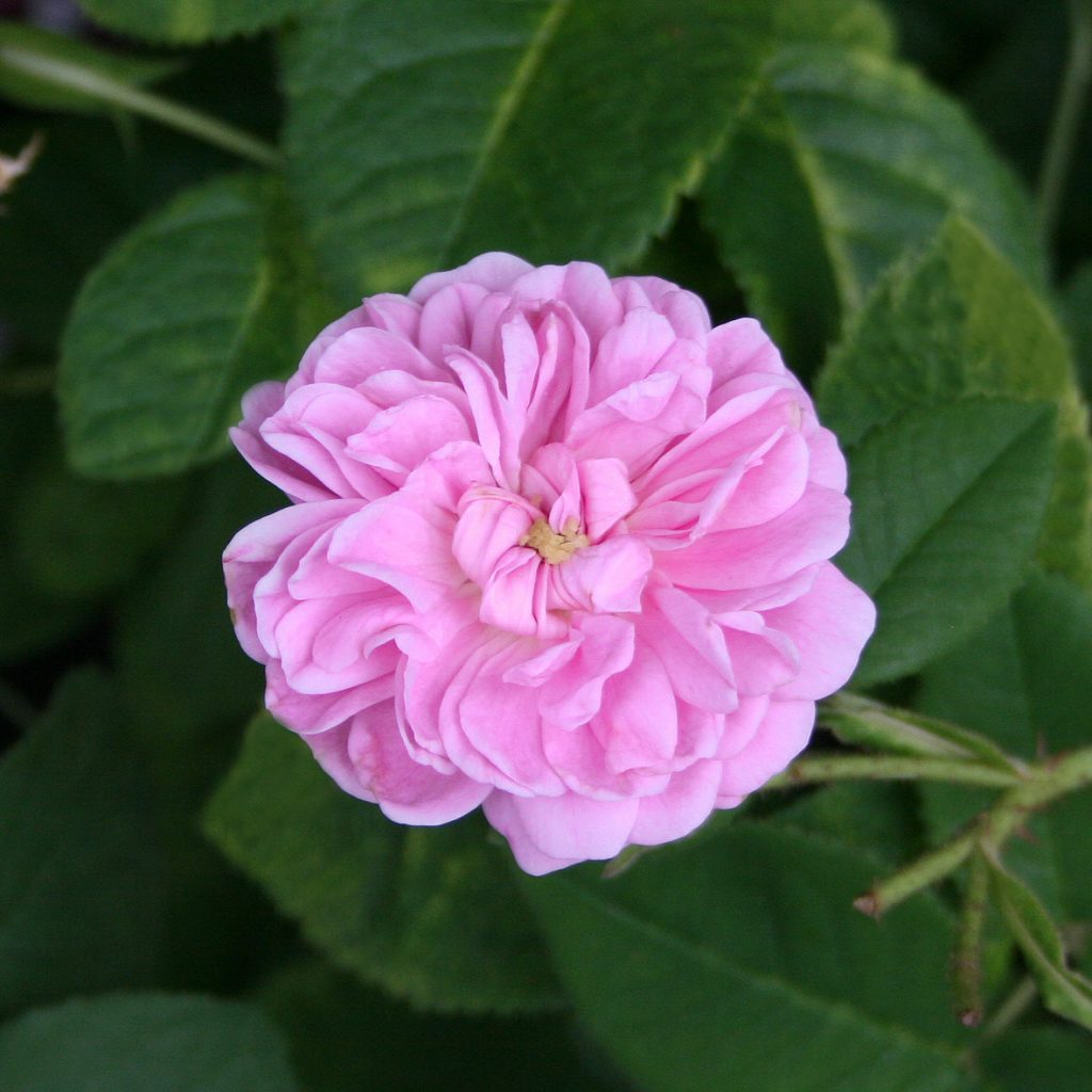 'Petite Lisette'