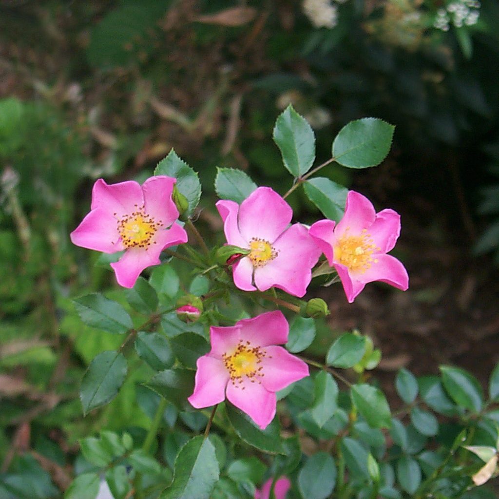 PINK COVER