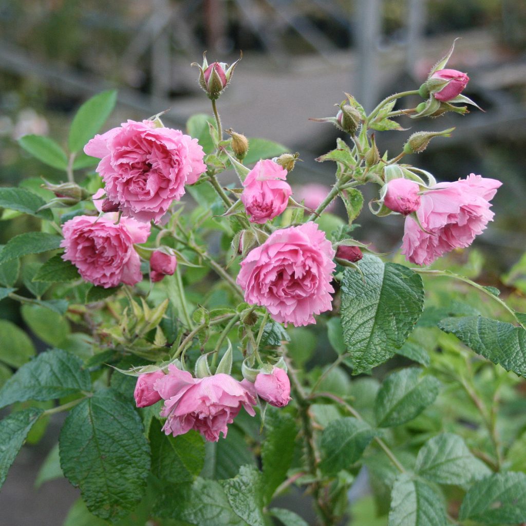 'Pink Grootendorst'
