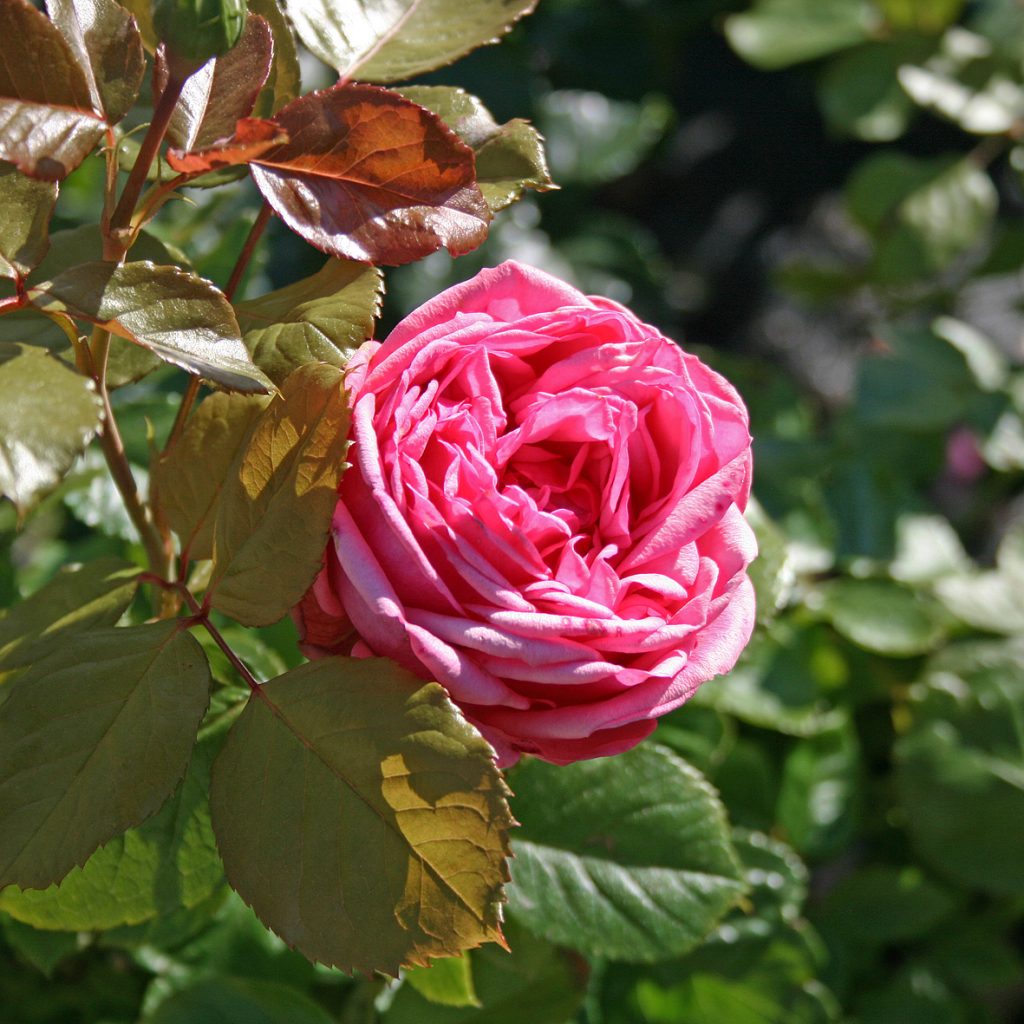 'Pink Piano'