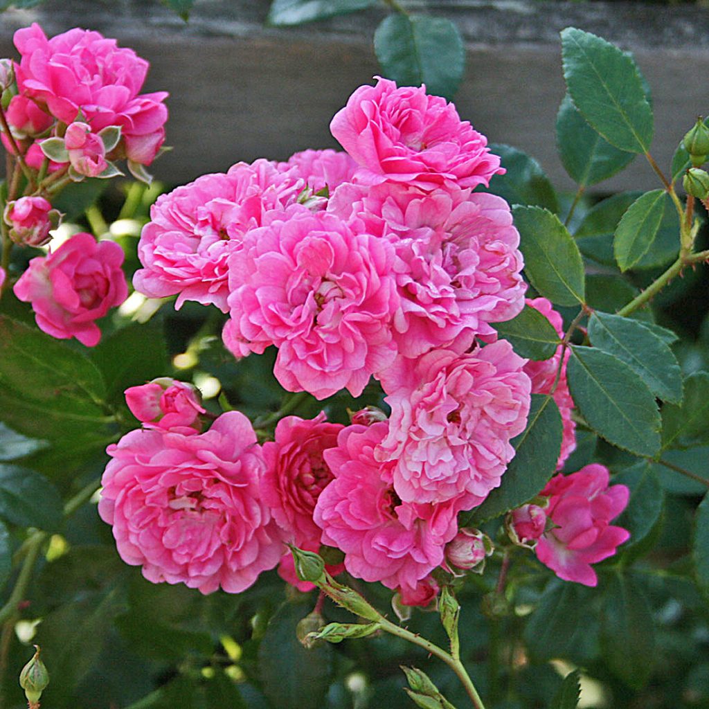 'Pink The Fairy'