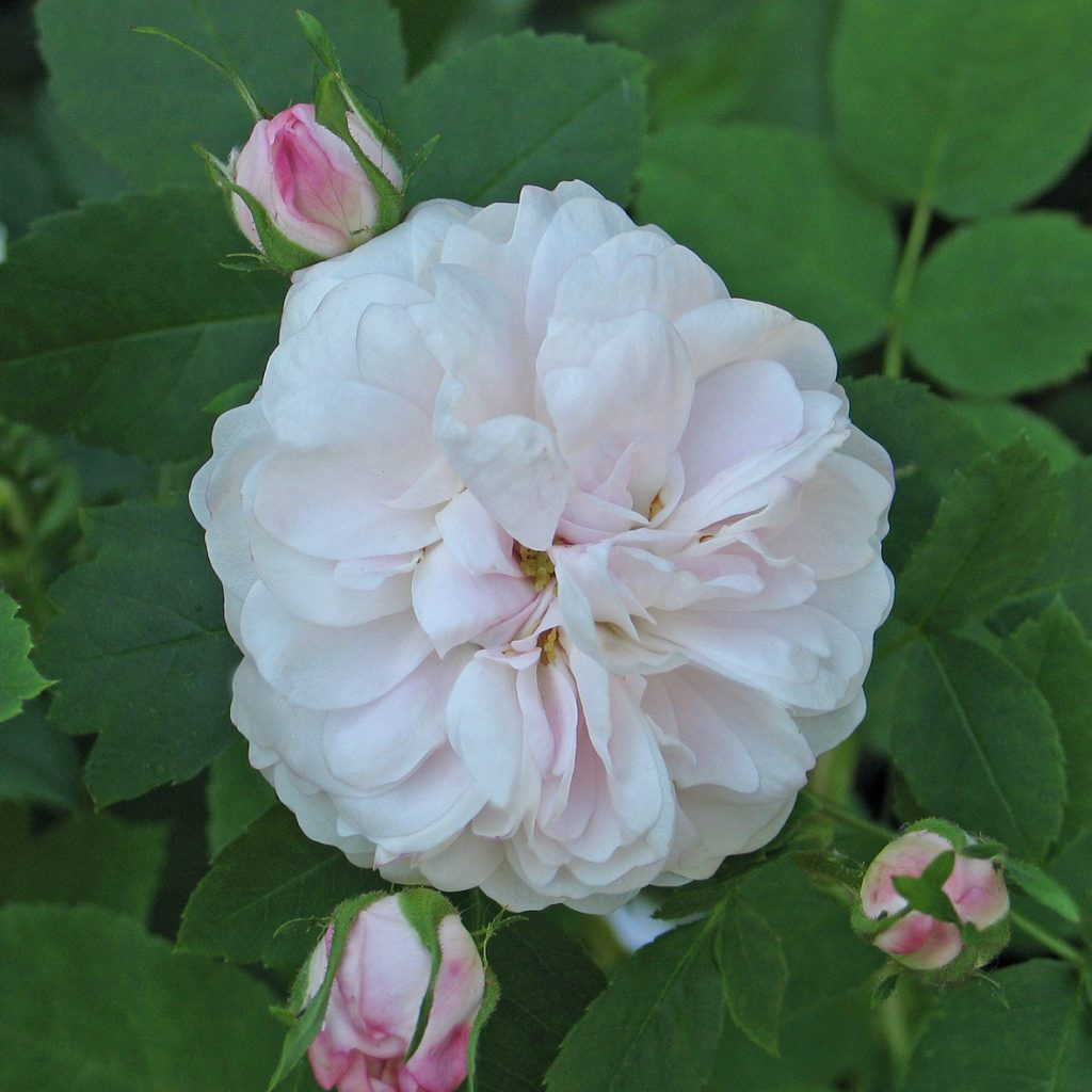 'Pompon Blanc Parfait'