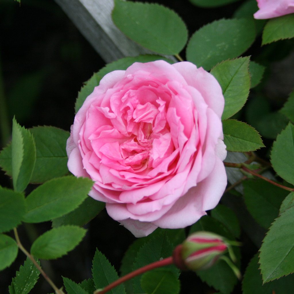 'Prairie Joy'