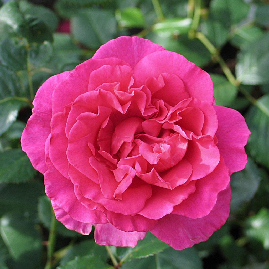 PRINCESS ALEXANDRA RENAISSANCE