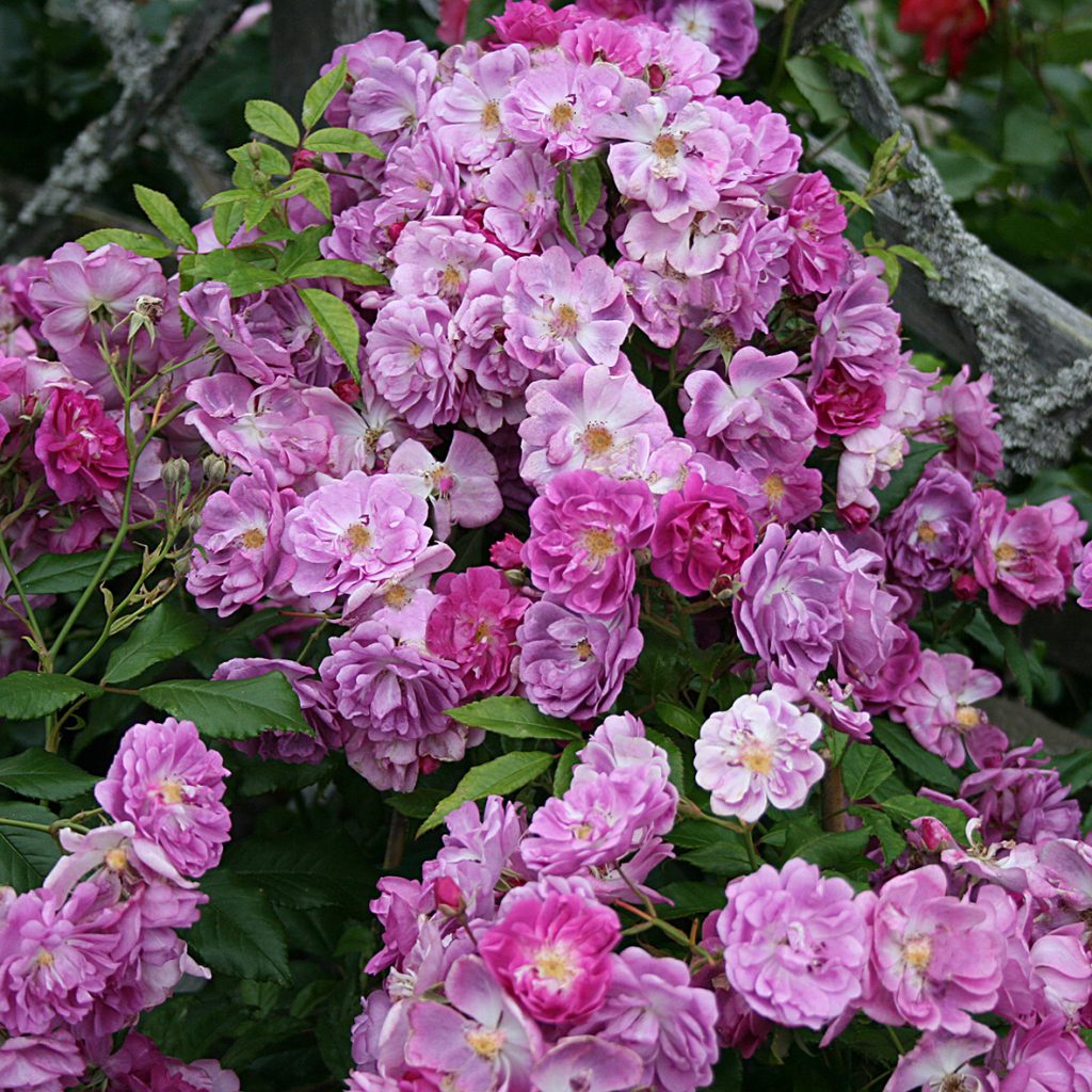 PURPLE SKYLINER