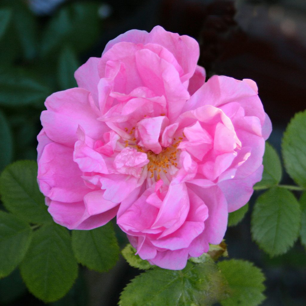 'Quatre Saisons'