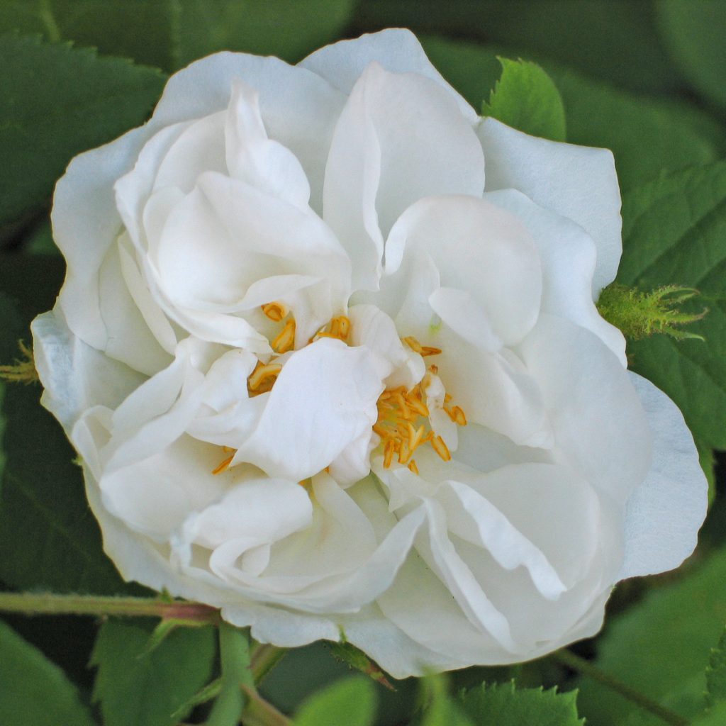 'Quatre Saisons Blanc Mousseaux'