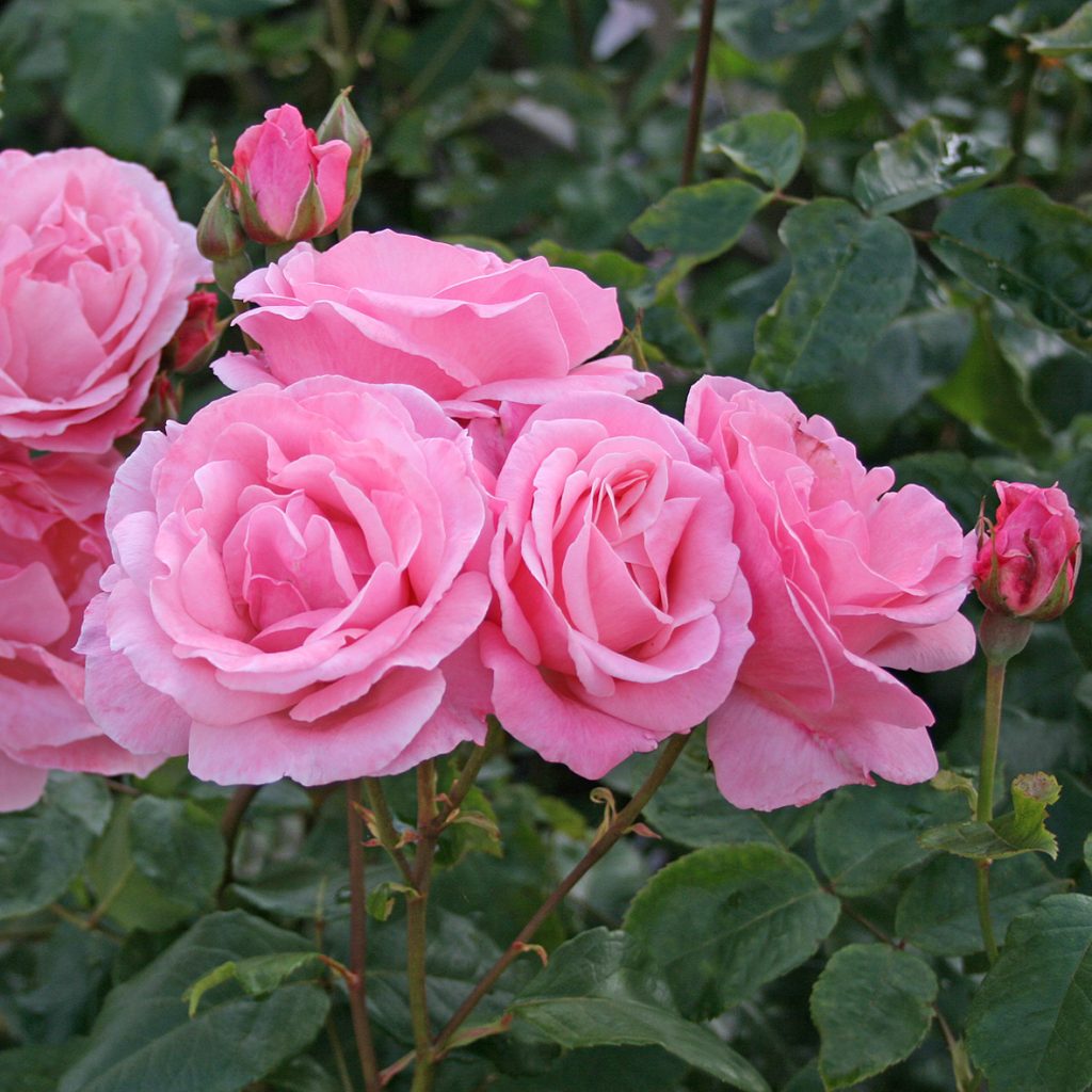 'Queen Elizabeth'