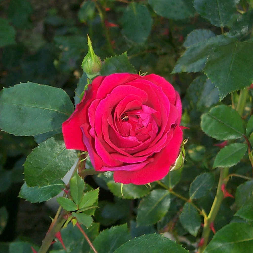 'Red New Dawn'