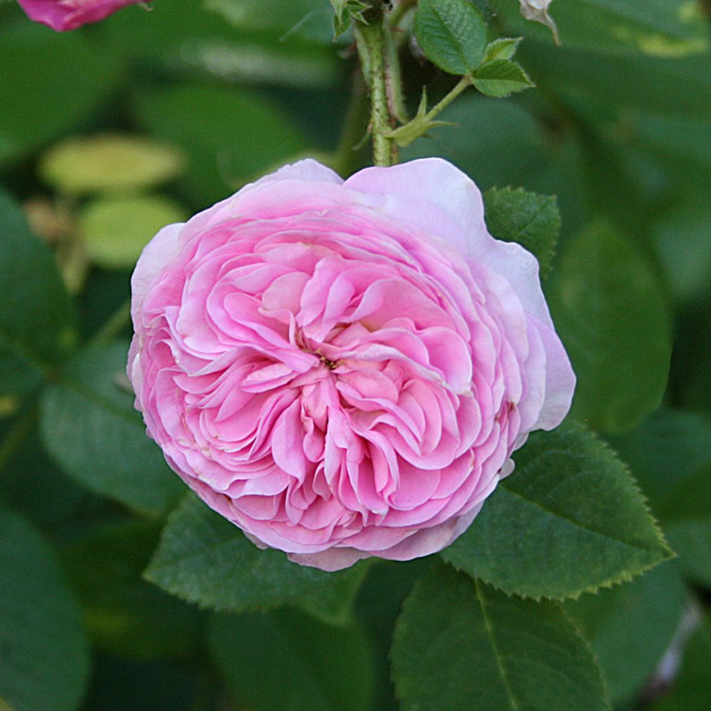 'Reine des Centfeuilles'