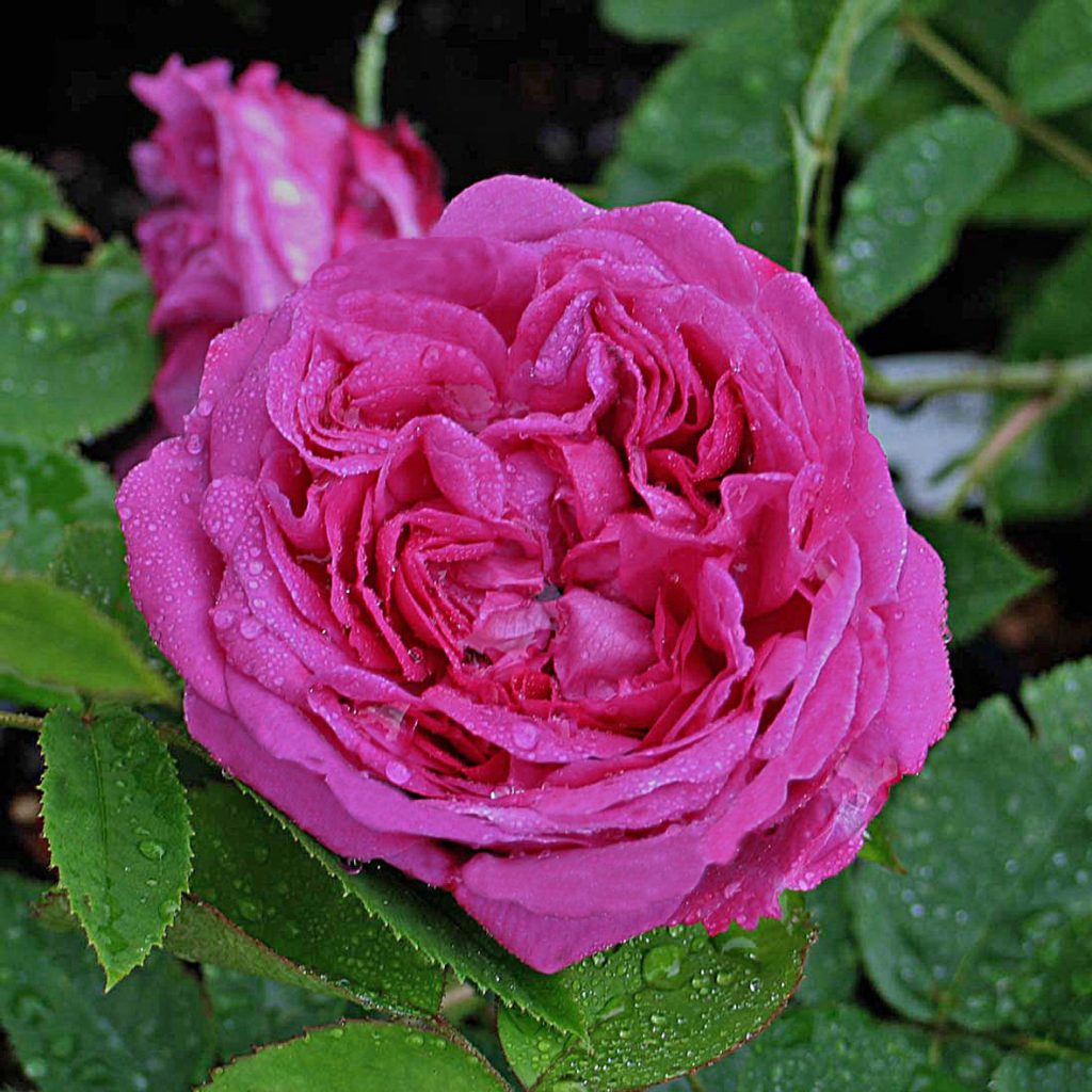 'Reine des Violettes'