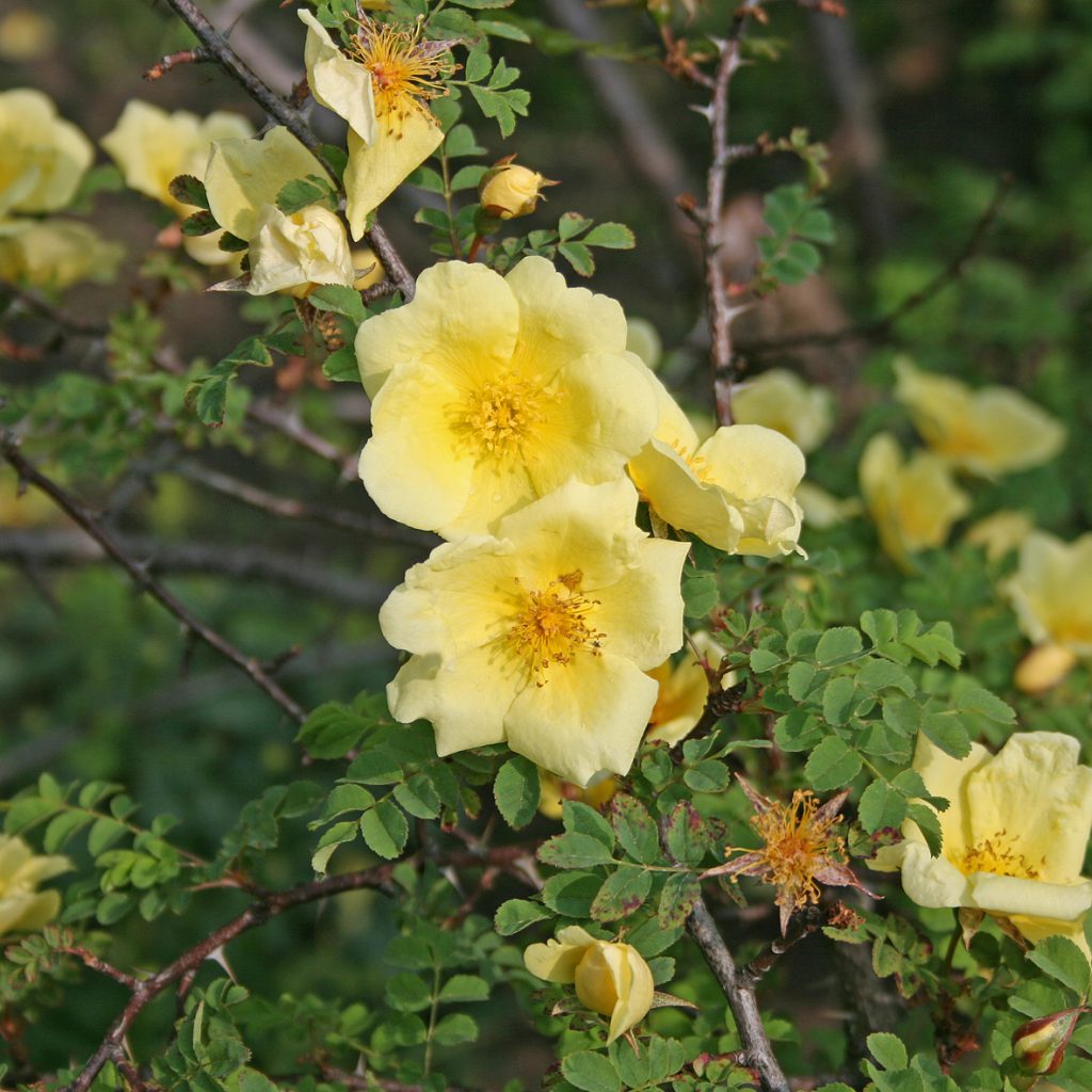 Vildrosor - Rosor, Perenner och Klematis