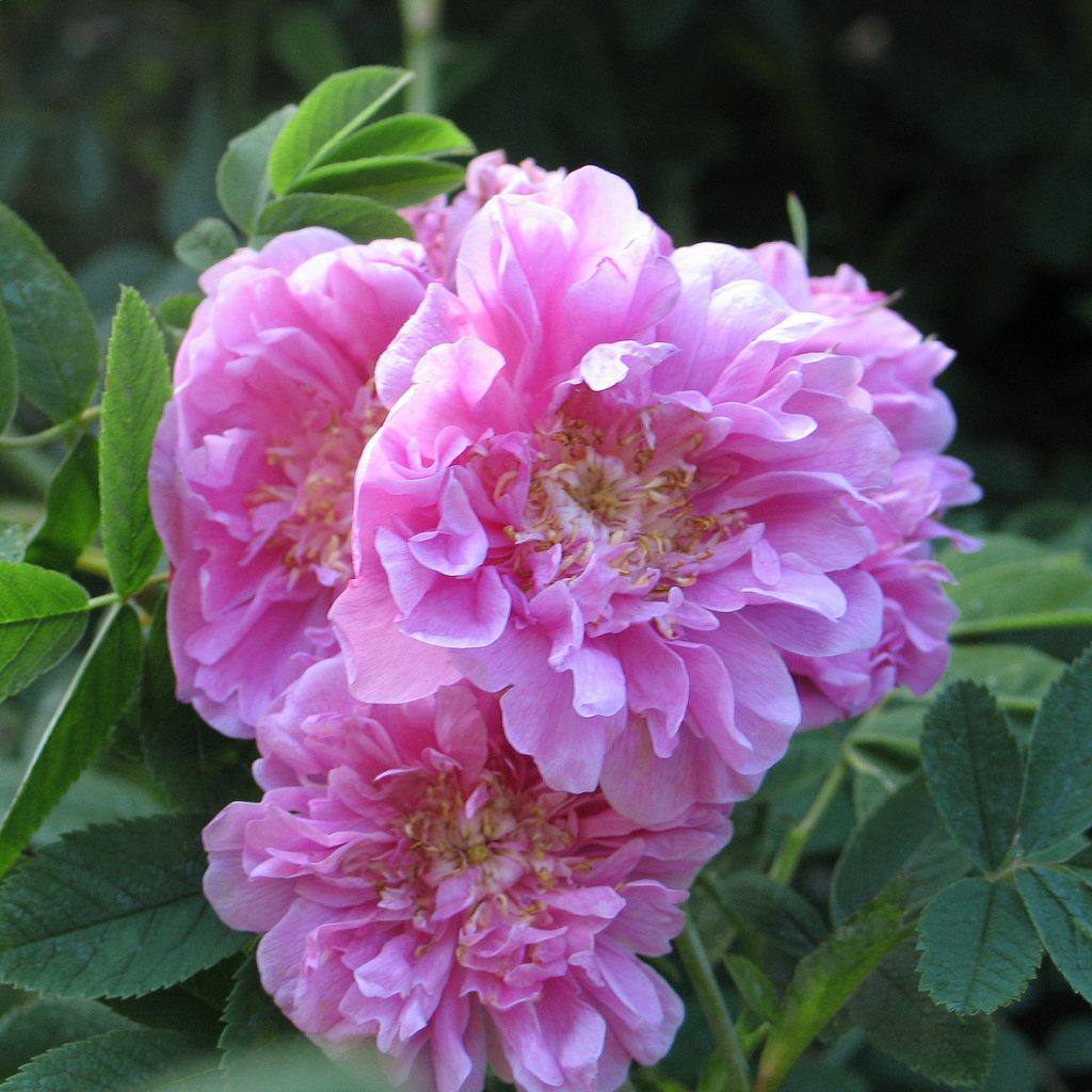 Rosa majalis 'Foecundissima'