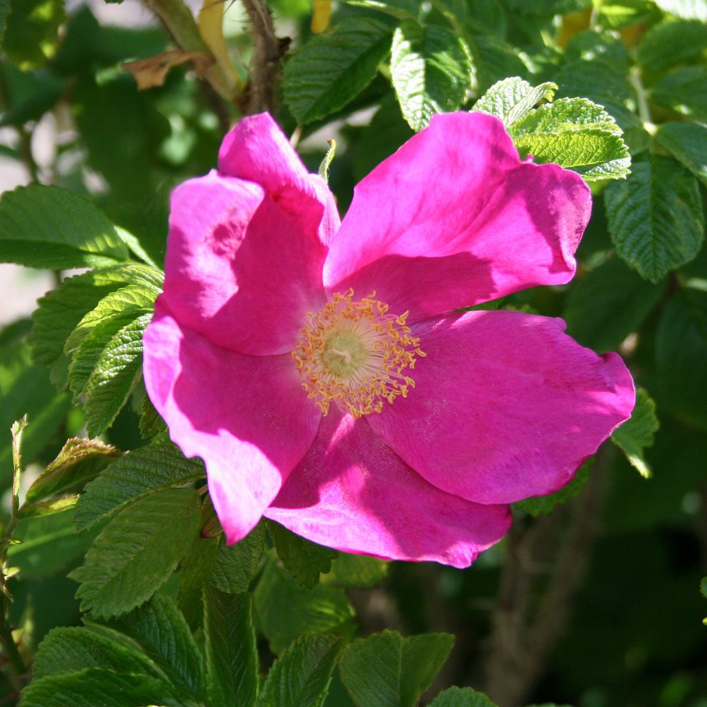 Rosa rugosa 'Rosea'
