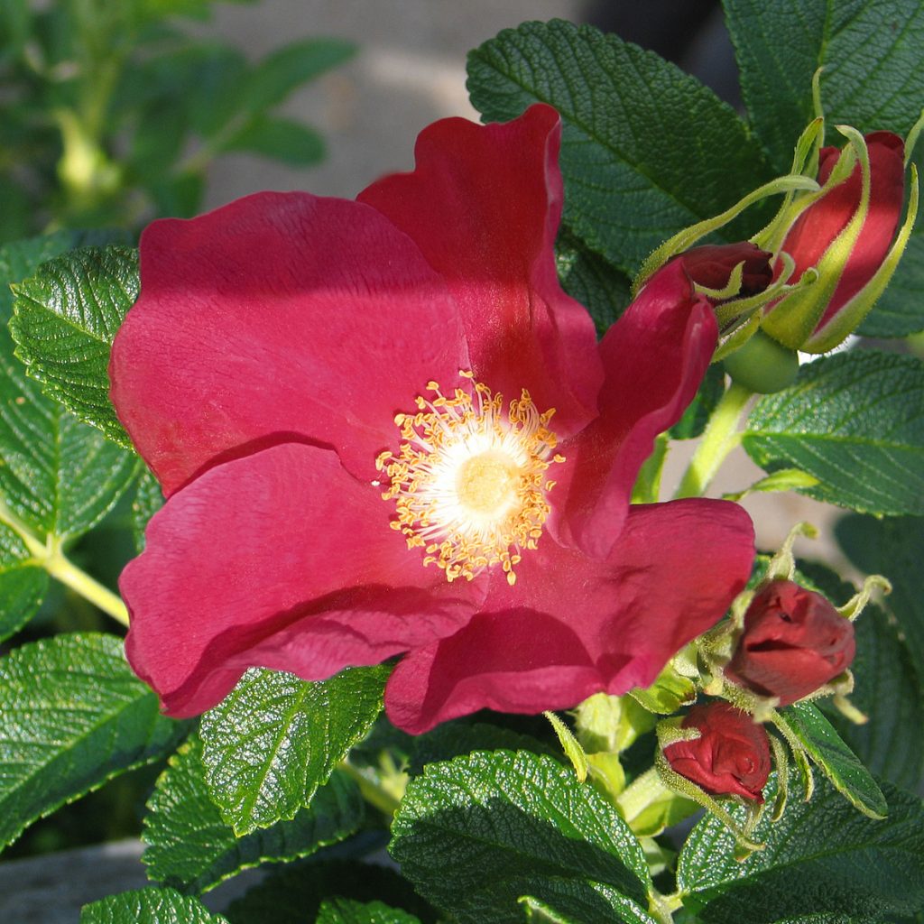 Rosa rugosa 'Rubra'