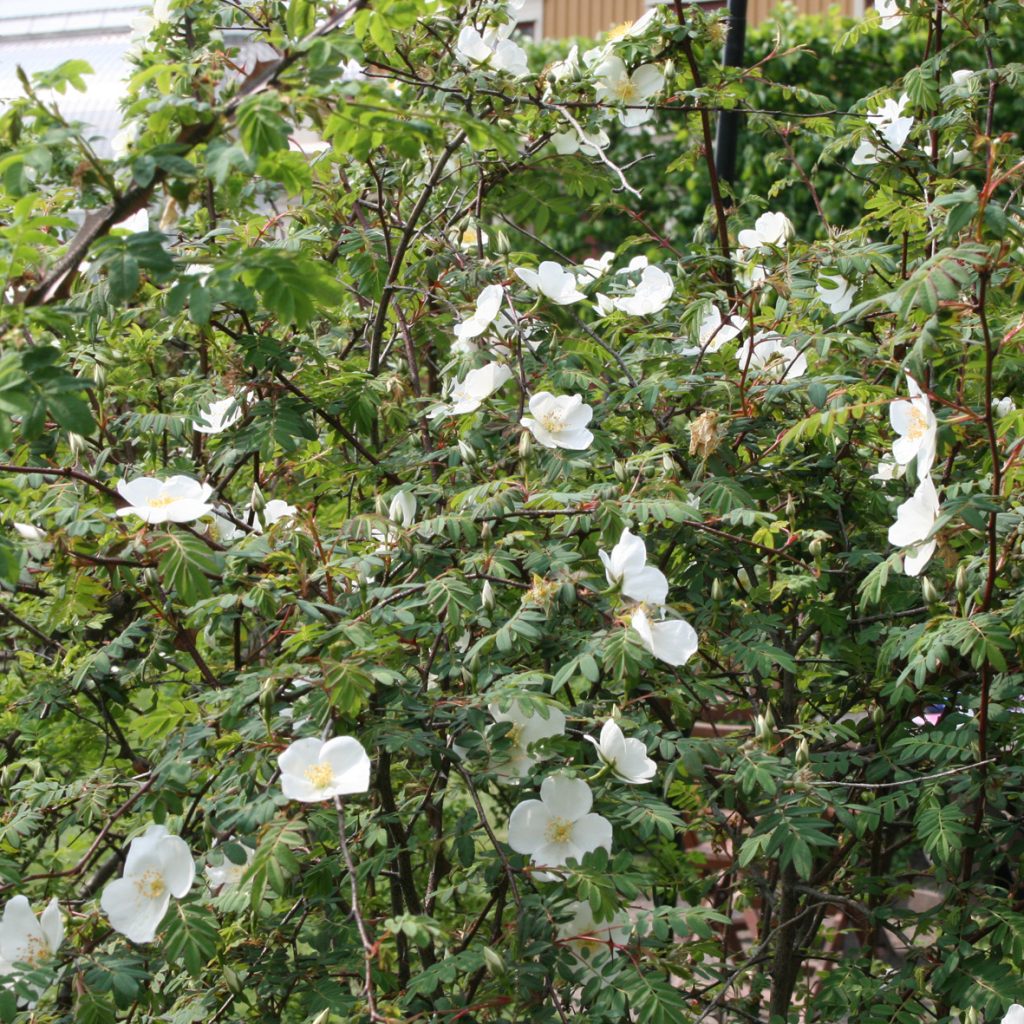 Rosa sericea ssp omeiensis f pteracantha
