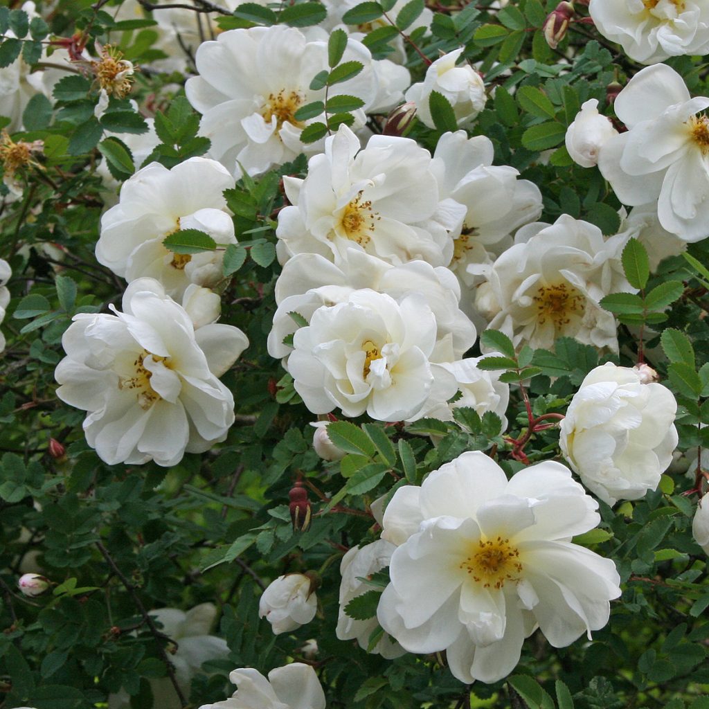 Rosa spinossissima 'Plena'