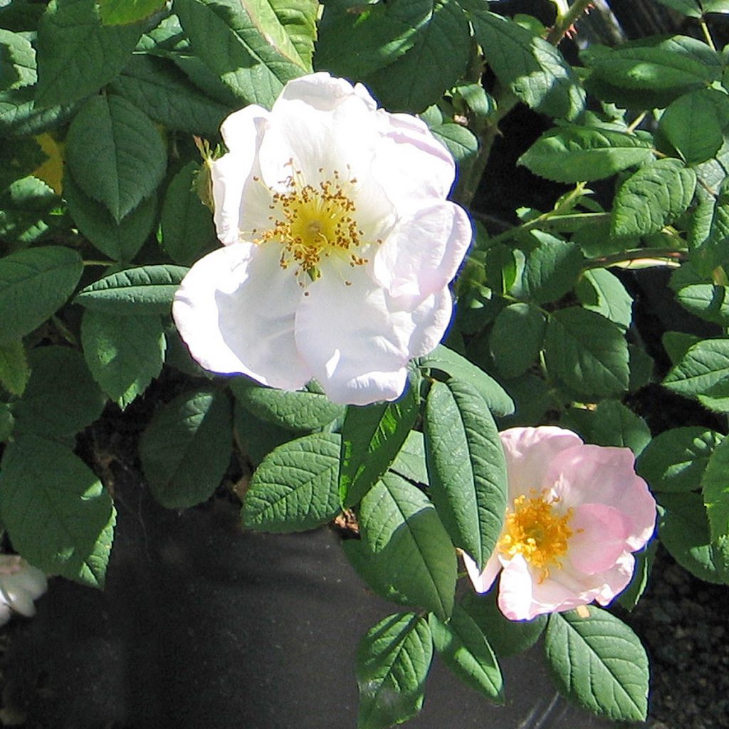 Rosa x richardii 'Sancta'
