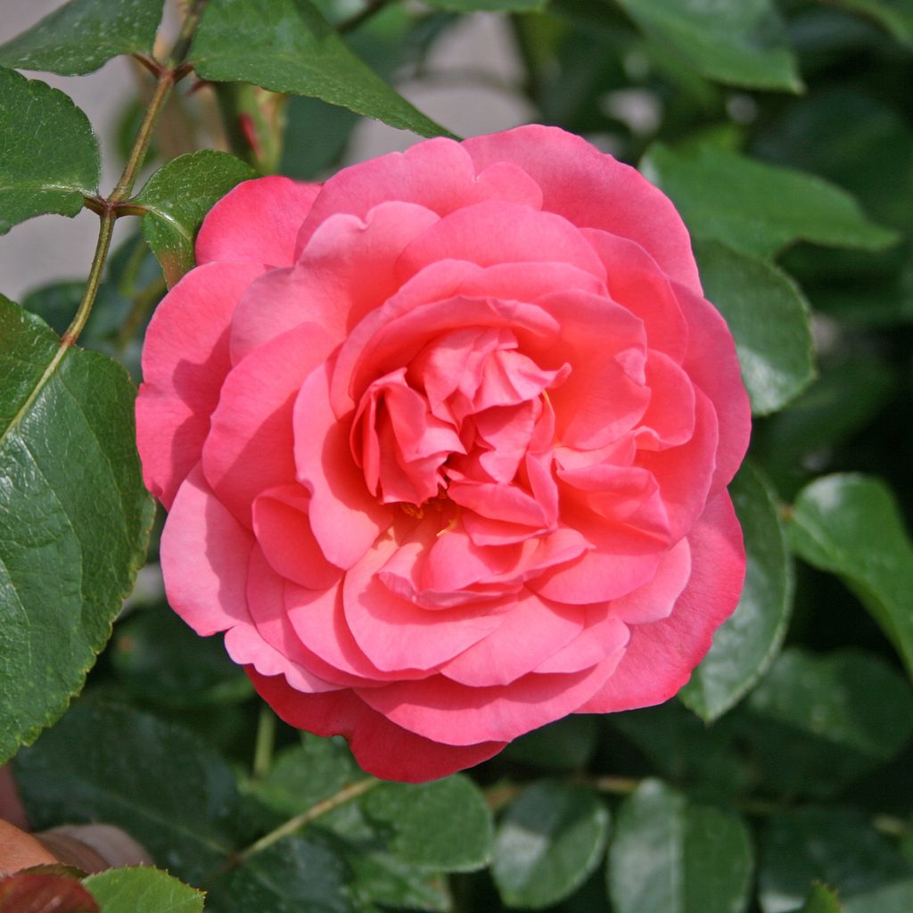 ROSANNA
