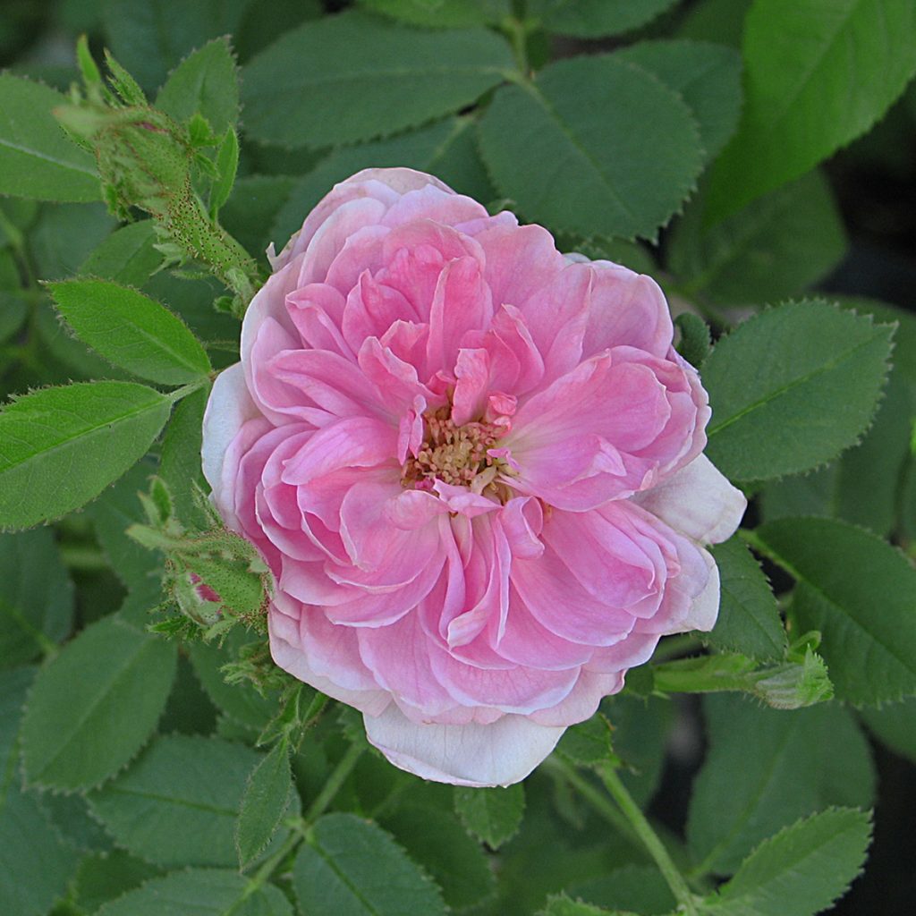 'Rose de Meaux'