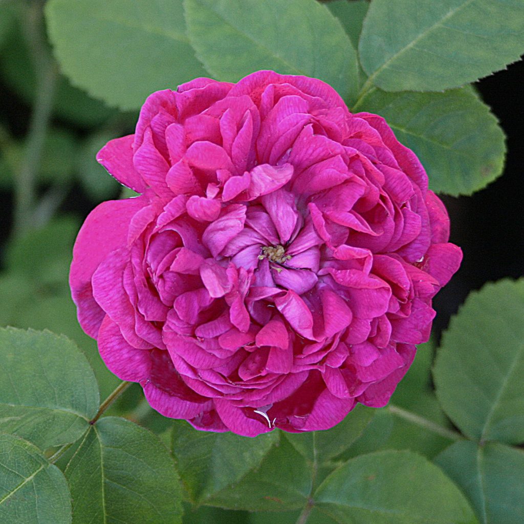 'Rose de Rescht'