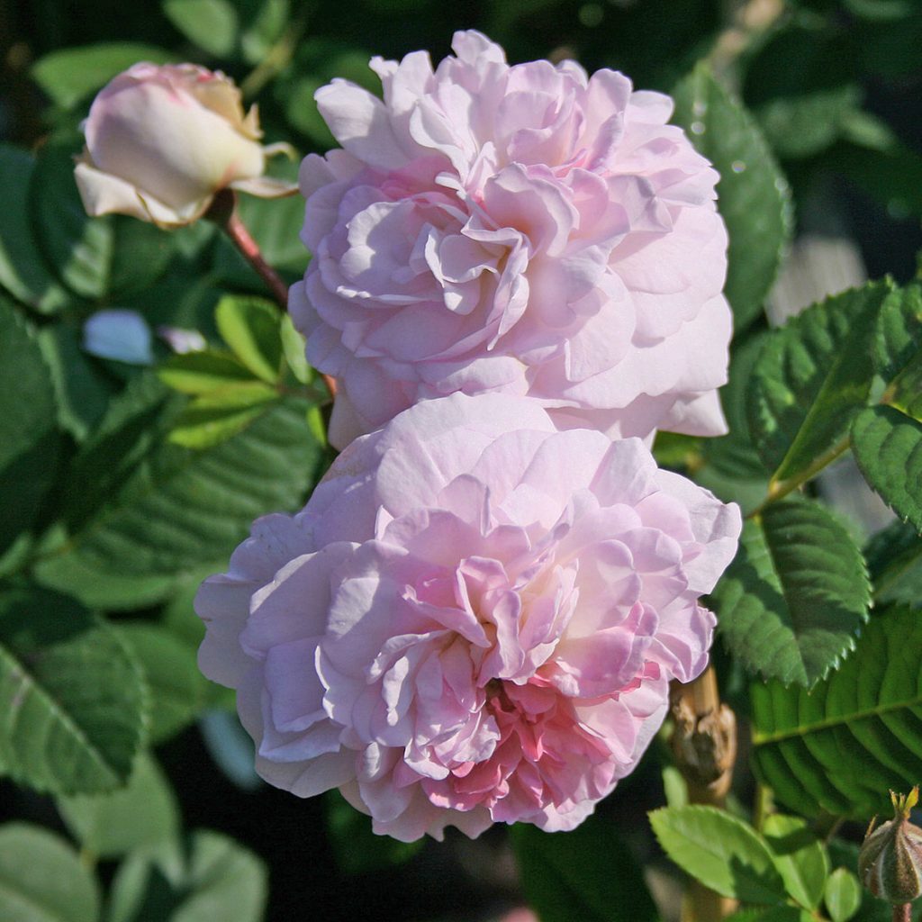 ROSEMOOR