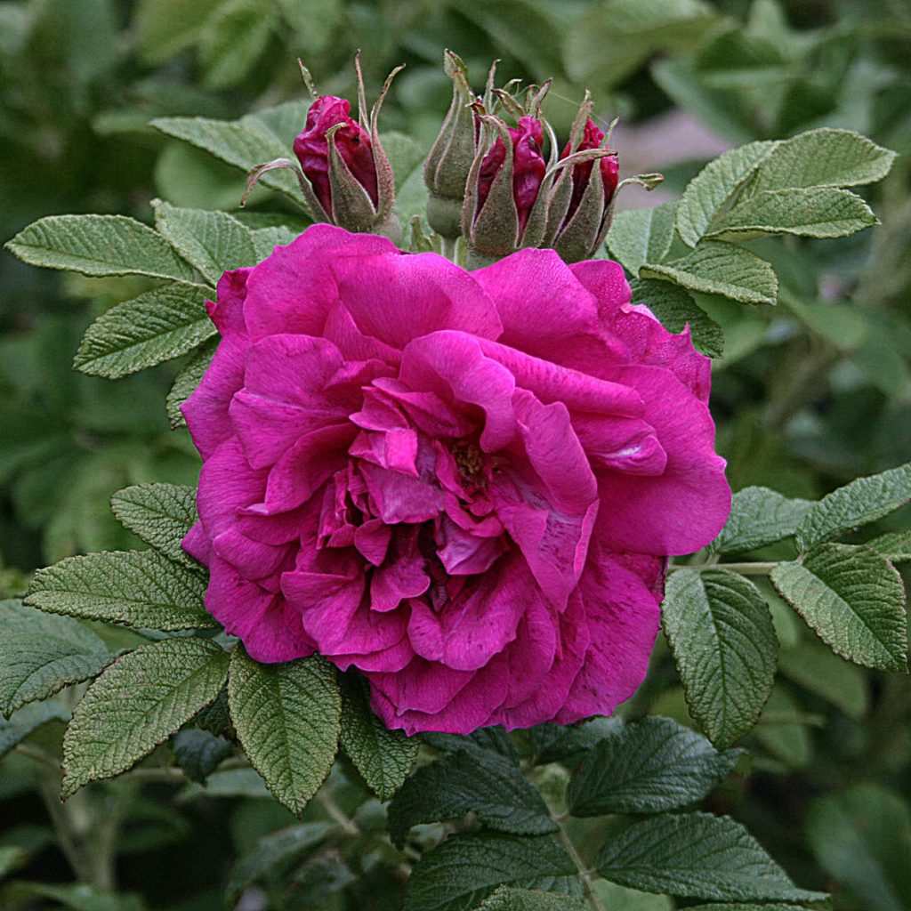 'Roseraie de l'Hay'