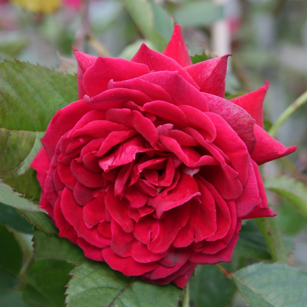 'Rote Flamme'