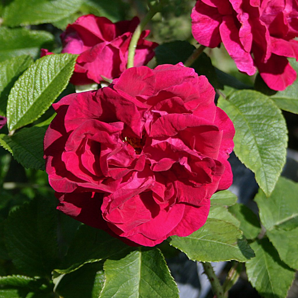 'Ruskin'