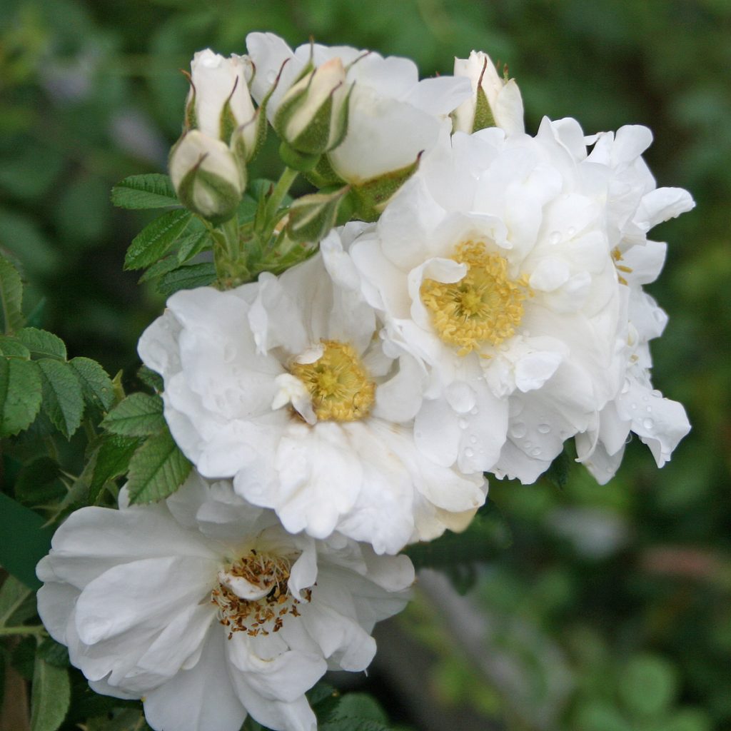 'Schneezwerg'