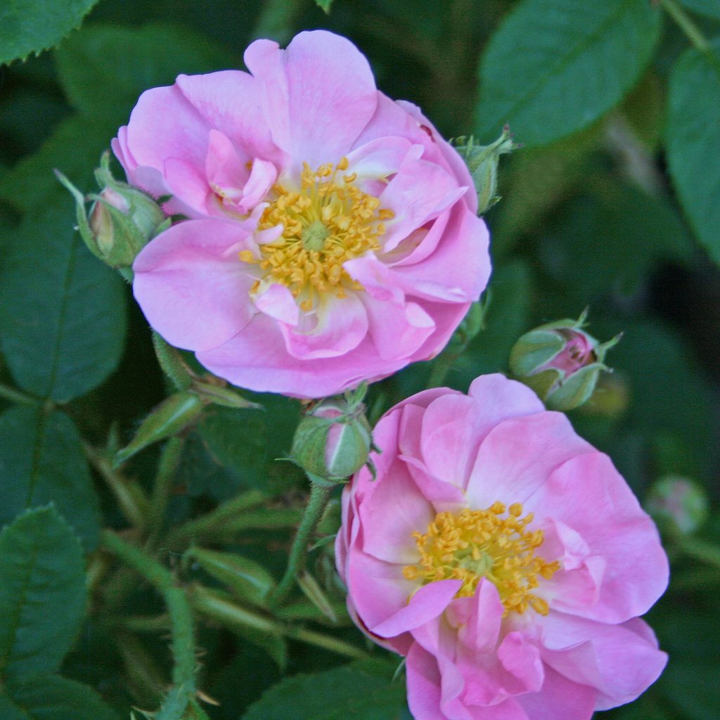 'St Nicholas'