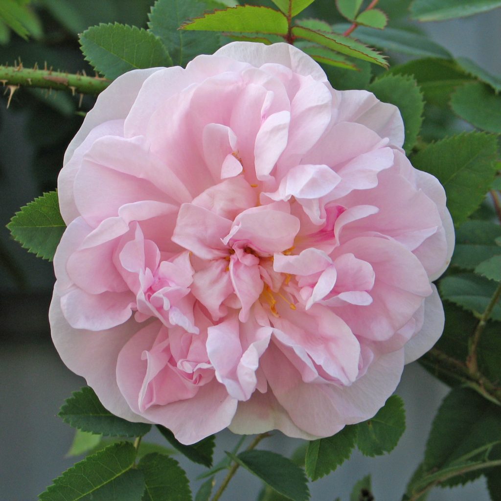 'Stanwell Perpetual'