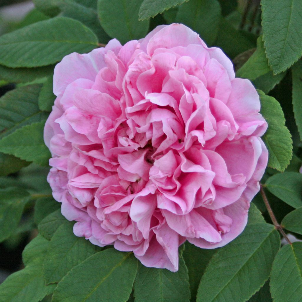 'Thérèse Bugnet'