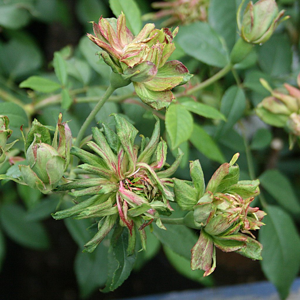 'Viridiflora'
