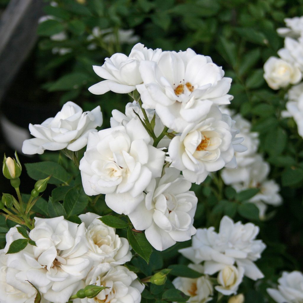 WHITE COVER