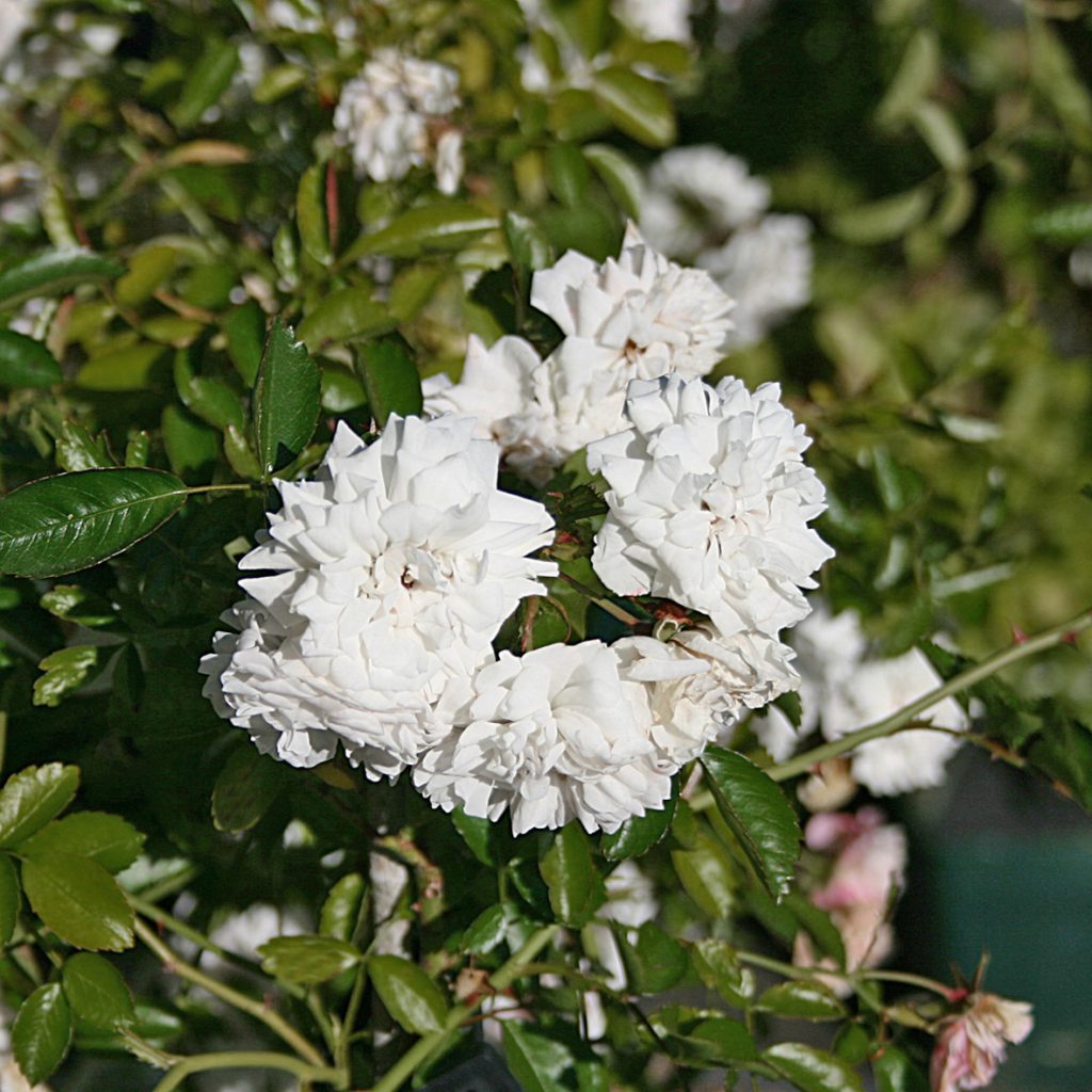 'White Dorothy'