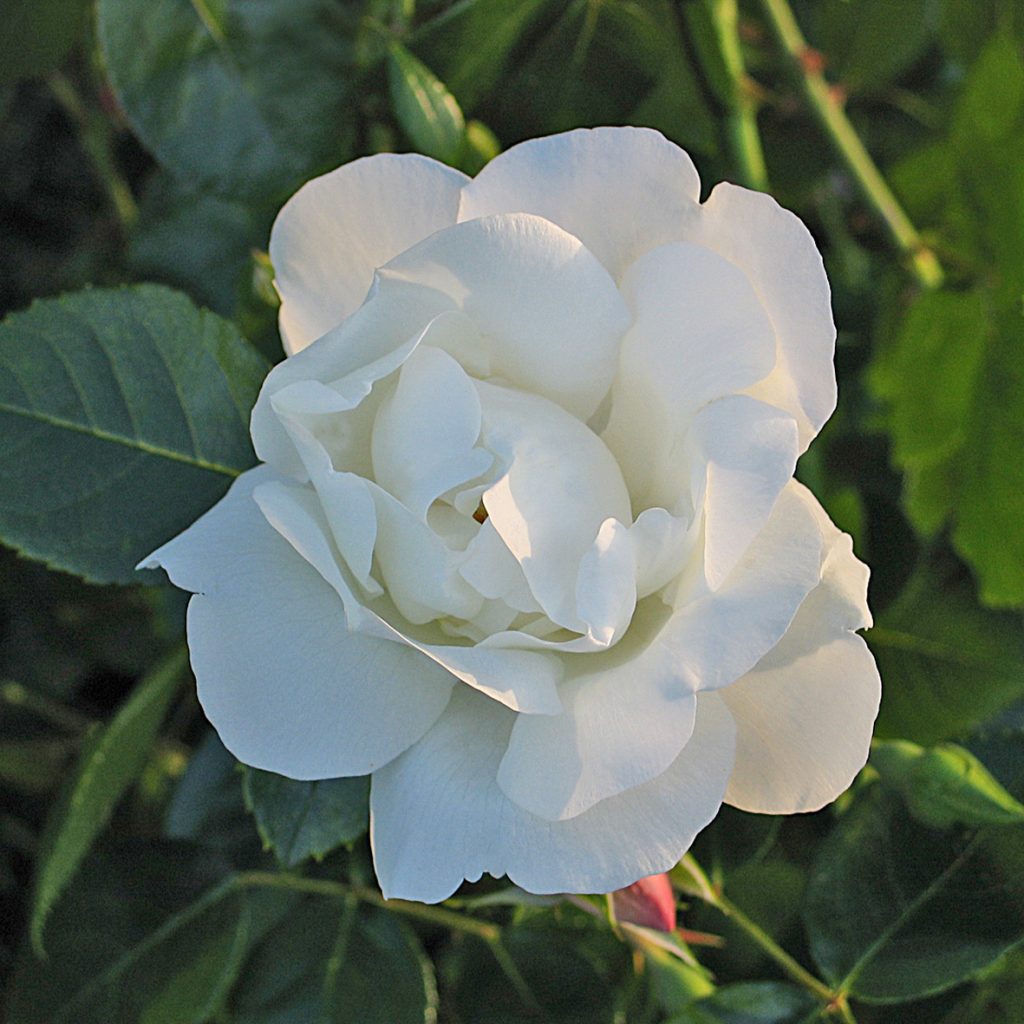 'White New Dawn'