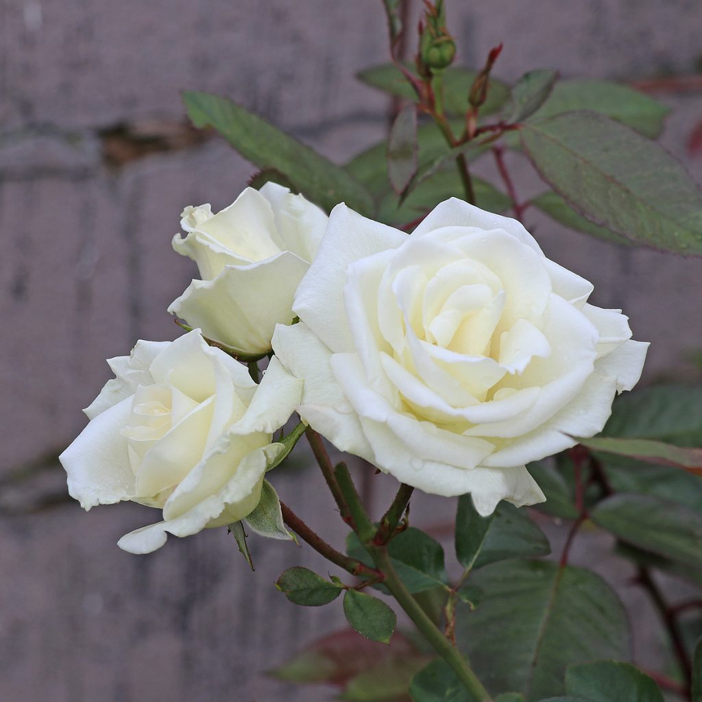 WHITE NIGHTS